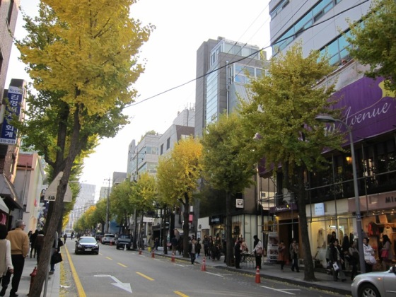 salah satu fashion street di Gangnam-gu yang dipenuhi jejeran pohon ginkgo di sisi kiri dan kanan jalan